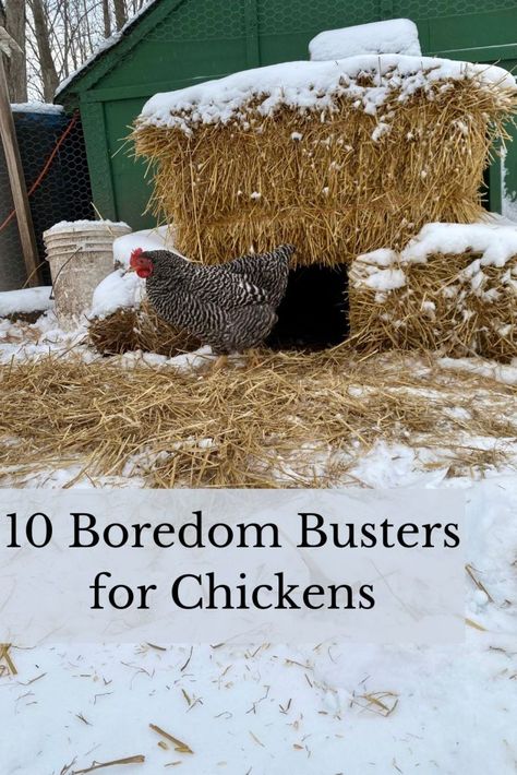 Winter Boredom Busters For Chickens, Things To Keep Chickens Busy, Chicken Coop Boredom Busters, Chicken Run Boredom Busters, Diy Chicken Boredom Busters, Boredom Busters For Chickens, Chicken Bordem Busters, How To Entertain Chickens, Chicken Enrichment Diy