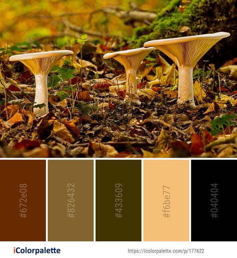 Color Palette ideas from 191 Autumn Images | iColorpalette Autmn Colors, Color Palets, Autumn Images, Family Photo Colors, Fall Color Schemes, Dnd Mini, Scrapbook Challenges, Color Palette Ideas, Props Art