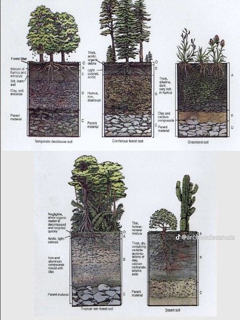 Landscape Diagram, Landscape Drawings, Green Roof, Plant Design, Urban Landscape, Permaculture, Horticulture, Landscape Architecture, Botany