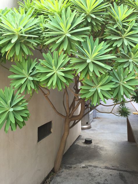 Euphorbia Lambii, Euphorbia Martinii, Euphorbia Balsamifera, Bromeliads Landscaping, Modern Planting, Euphorbia Ammak, Tropical Backyard Landscaping, Euphorbia Acrurensis, Garden Pond Design