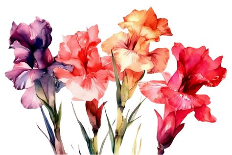 Gladiolus Tattoo Design, Floral Jellyfish, Gladiolus Tattoo, Gladiolus Flower, Jellyfish Tattoo, Flowers Watercolor, Water Design, Free Vectors, Watercolor Clipart