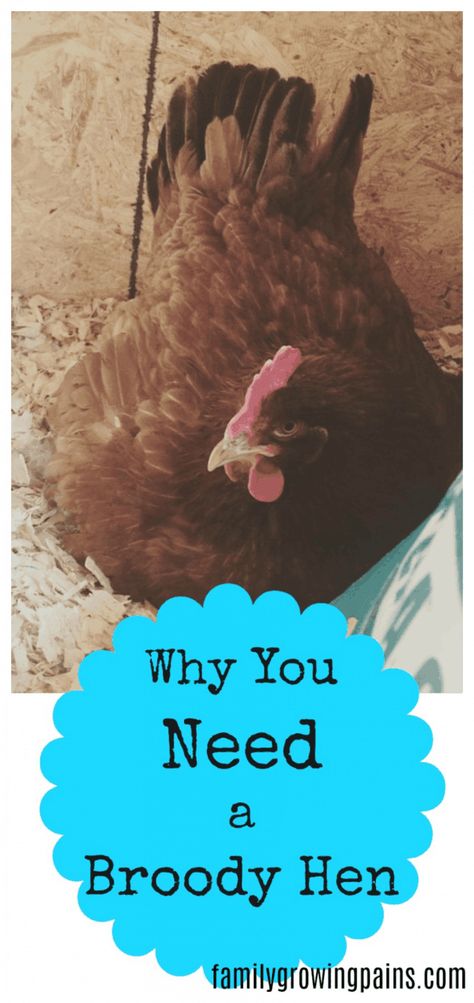 Why You Need a Broody Hen » Family Growing Pains Broody Hen, Selling Eggs, Chicken Incubator, Modern Homestead, Raising Ducks, Raising Chicks, Homesteading Ideas, Homestead Ideas, Chicken Health