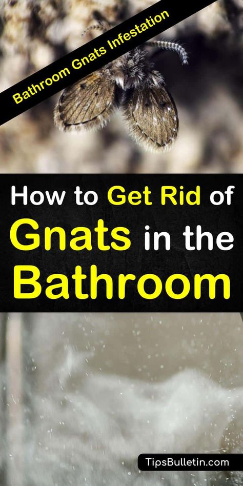 Bathroom Gnats Infestation - How to Get Rid of Gnats in the Bathroom How To Get Rid Of Gnats And Fruit Flies, Gnats In House Get Rid Of, How To Get Rid Of Gnats In The House, Gnats Get Rid Of In Kitchen, Getting Rid Of Nats, Toilet Hacks, Camper Toilet, Mosquitoes Repellent, Tidy Tips