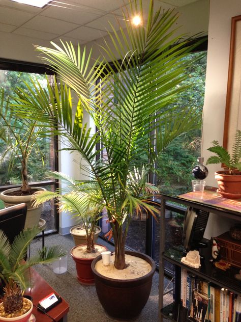 My Majesty Palm (Ravenea rivularis) in my office. It's almost reached the ceiling. Majesty palms are a bit more challenging to grow indoors. They like lots of water, light and humidity. I strive to give all three to this palm. It is my office with full-length windows on the south and east, and gets morning and afternoon light from both directions. I also obsessively mist it throughout the day. Behind it are two other smaller majesties I rescued from Lowe's last fall for three dollars each. Palm Plant Indoor, Palm Plant Care, Indoor Palm, Plant Tower, Palm Plants, Indoor Palm Trees, Majesty Palm, Majestic Palm, Palm Tree Decorations