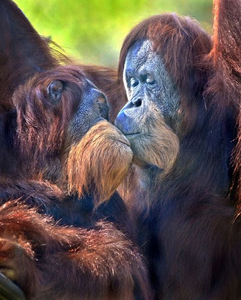 Regard Animal, Wildlife Rescue, Great Ape, Monkeys Funny, San Diego Zoo, Monkey Business, Primates, German Shepherds, Sweet Animals