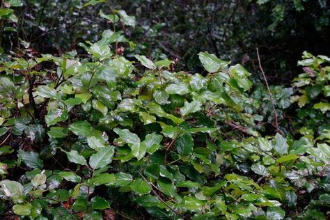 Gaultheria shallon | Salal | Shallon | plant lust Salal Plant, Gaultheria Shallon, Spring White Flowers, White Urn, Broadleaf Evergreen, Purple Fruit, Native Plant Gardening, Backyard Plants, Blue Fruits