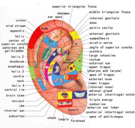 Chinese Face Mapping Skin Analysis Chart #Backpain Piercing Pain Chart, Reflexology Techniques, Pain Chart, Ear Reflexology, Pressure Point Therapy, Reflexology Chart, Face Mapping, Yl Oils, Diy Easter Gifts