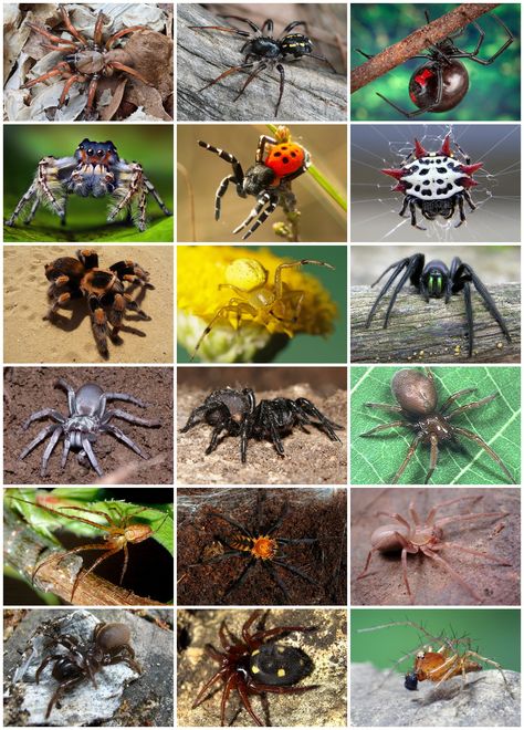 Spiders are air-breathing arthropods that have eight legs and are the largest order of arachnids.  They rank seventh in total species diversity among all other groups of organisms. Spider Identification Chart, Spider Chart, Spider Identification, Dangerous Spiders, Spiders And Snakes, Spider Pictures, Types Of Spiders, Spider Species, House Spider