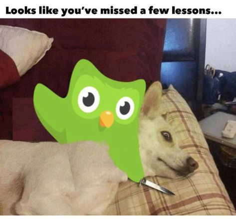 Duolingo Owl, Duo Lingo, Duolingo Memes, Language Learning App, Corn Husks, This Meme, Language Learning, Really Funny Pictures, Really Funny Memes