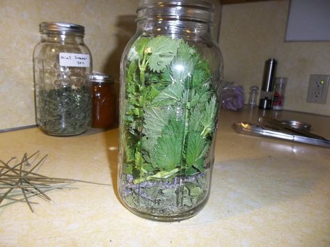 Nettle hair rinse Nettle Hair Rinse, Tea For Hair, Nettle Tea, Mint And Lavender, Stinging Nettle, Hair Rinse, Nail Growth, Mild Shampoo, Hair Routine