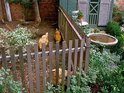 Murmuring Cottage, Urban Chicken Coop, Urban Chicken Farming, Garden Wood, Urban Chickens, Future Farms, Keeping Chickens, Urban Homesteading, Chicken Scratch