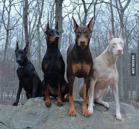 Beautiful dobermans. But I do so wish they would stop the horrible cropping. (Luckily it's forbidden to crop ears and tail in Norway <3 ) Ahal Teke, Ras Anjing, Doberman Pinscher Dog, Dangerous Dogs, Albino Animals, Doberman Dogs, Guard Dogs, Doberman Pinscher, Cane Corso