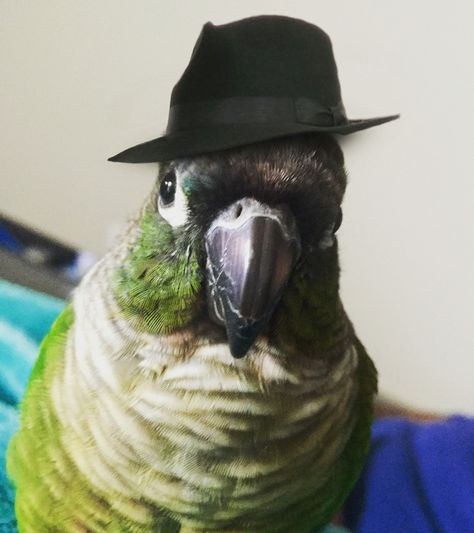 Birds wearing hats Birds Wearing Hats, Bird Wearing Hat, Funny Birds, All Birds, Wearing Clothes, Dog Cat, Birds, Collage, Hats