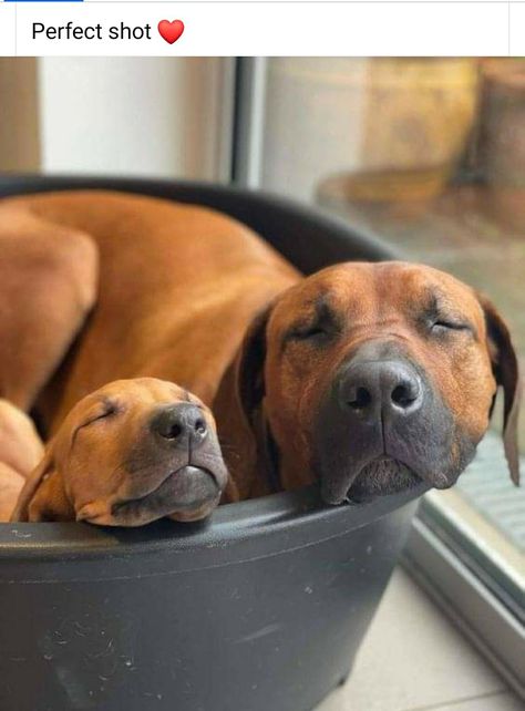 Rhodesian Ridgeback Puppies, Puppy Dog Pictures, Rhodesian Ridgeback Dog, Photo Study, Big Dog Breeds, Busy Street, Really Cute Dogs, Animal Advocacy, Dog Facts