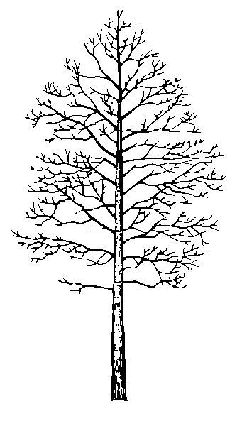 Aspen-determination and overcoming fears and doubts Aspen Tree Silhouette, Trembling Aspen Trees, Aspen Tree Tattoo Simple, Aspen Tree Tattoo, Aspen Trees Tattoo, Feather Tattoo Arm, Bonsai Tree Tattoos, Tree Sleeve Tattoo, Owl Tattoo Drawings