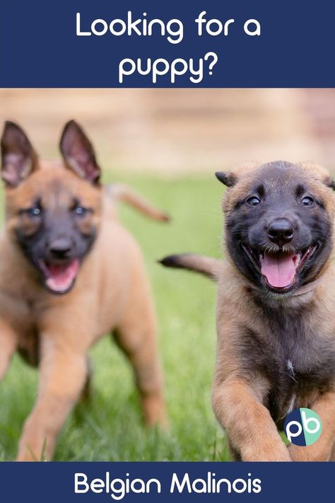 Malinois Puppies For Sale, Belgian Malinois Puppy, Malinois Puppy, Belgian Malinois Puppies, Belgium Malinois, Malinois Puppies, Belgian Malinois Dog, Malinois Dog, Belgian Shepherd