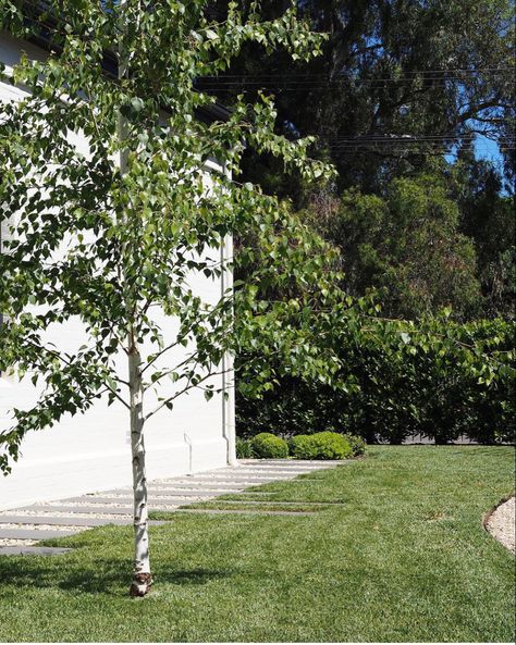 Silver Birch Tree, Betula Pendula, Silver Birch, Ornamental Trees