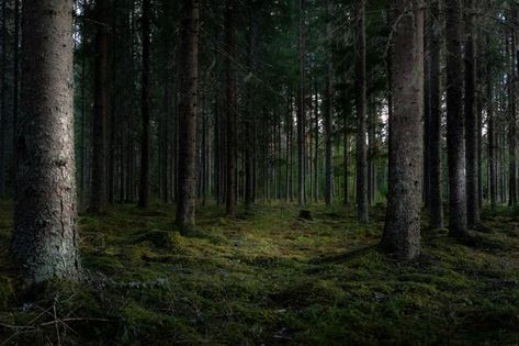 Beautiful shot of a forest with tall gre... | Free Photo #Freepik #freephoto Free Photo, Trees, Forest, Green