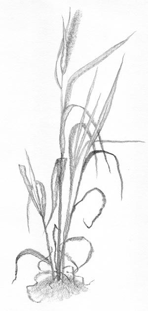 grass drawing | Tall Grass Sketch Tall Grass Tattoo, Tall Grass Drawing, Drawing Botanicals, Grass Sketch, Grass Clipart, Grass Drawing, Plant Sketches, Draw Realistic, Beach Grass