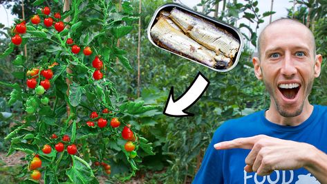 The Gardening Channel With James Prigioni - What Happens When You BURY SARDINES Under A TOMATO PLANT? | Facebook Can Of Sardines, Wood Chip Mulch, Cherry Tomato Plant, Fresh Snacks, Garden Tomatoes, Tomato Plant, Prepared Food, Garden Harvest, Tomato Garden