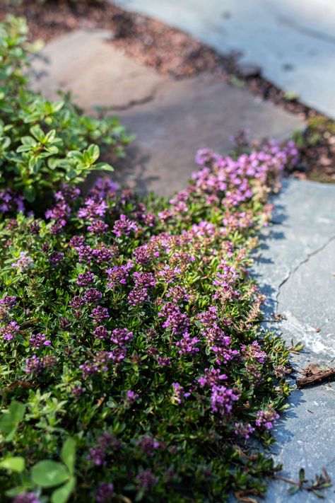 Creeping Thyme Between Pavers, Creeping Thyme Ground Cover, Starting Vegetable Seeds, Wooly Thyme, Creeping Thyme, Seed Starting Mix, Nature Projects, Clay Soil, Growing Seeds