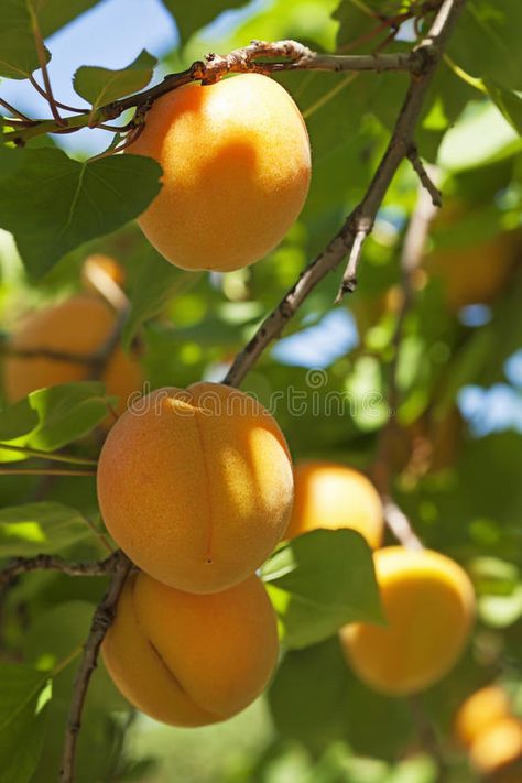 Apricot tree with fruits. Growing in the garden #Sponsored , #sponsored, #ADVERTISEMENT, #tree, #Growing, #fruits, #Apricot New Mexico State University, Northern New Mexico, Apricot Tree, Growing Fruit Trees, Tree Growing, Growing Gardens, Cherry Flower, Agricultural Science, Green Tips