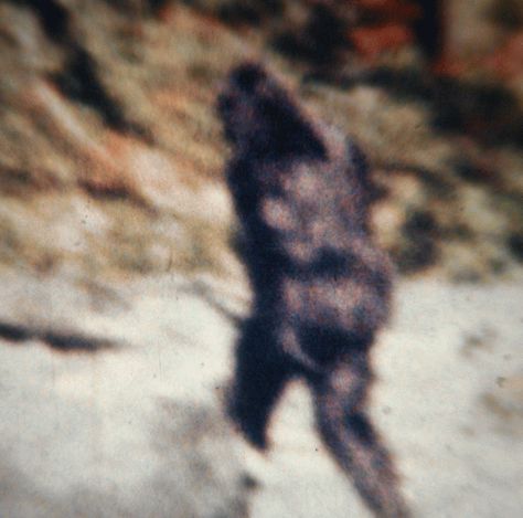 Probably no other film in history has been hotly debated as the Patterson-Gimlin film, the 1967 video that appears to show a Bigfoot creature walking through the woods near Bluff Creek, California. Today, Bigfoot researcher M.K. Davis revealed the results of his extensive post-processing cleanup of the video and one frame in particular, is pretty amazing. Patterson Gimlin Bigfoot, Sasquatch Aesthetic, Cryptid Core, Bigfoot Video, Real Bigfoot, Bigfoot News, Sasquatch Sightings, Bigfoot Stories, Bigfoot Pictures