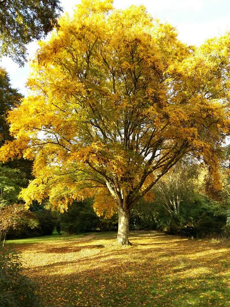 Beech tree at Furzey Gardens, Hampshire, England. Beech Trees, Hampshire England, Beech Tree, Autumn Beauty, Photo Tree, Hampshire, Trees To Plant, Tree Trunk, England