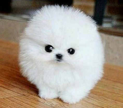 No se me ocurre nada así que bye~ #aventura # Aventura # amreading # books # wattpad Teacup Pomeranian, Pomeranian Puppies, Puppies, White