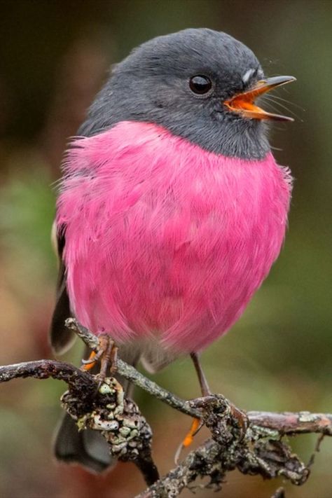 Pink Robin, Bird Quotes, Soft Bed, Tasmania Australia, Bird Care, Robin Bird, Australian Birds, Rare Birds, Intellectual Property