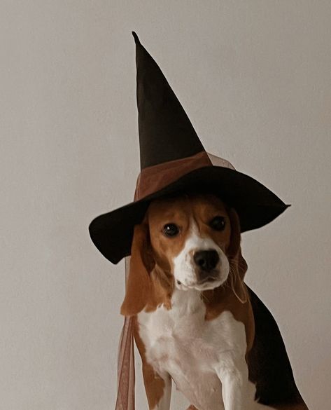 Fall Dog Photos, Dog Pfp, Puppy Things, Dog Aesthetic, I Like Dogs, Fall Dog, Scary Makeup, Halloween Dog, Cute Funny Dogs