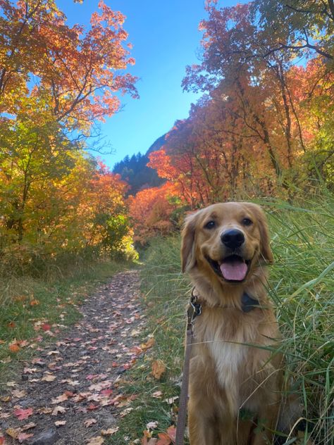 golden retriever fall aesthetic inspo hiking mountains autumn dog Golden Retriever Hiking, Golden Retriever Service Dog Aesthetic, Fall Dog Photos, Golden Retriever Aesthetic, Golden Mountain Dog, Hiking With Dog, Golden Retriever Fall, Golden Retriever Instagram, Fall Dogs