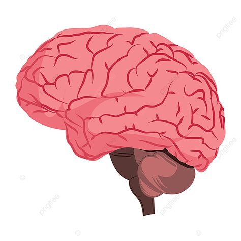 Brain Animation, Human Anatomy Illustration, Brain Png, Brain Vector, Brain Drawing, Anatomy Illustration, Brain Anatomy, Human Brain, Animation Background