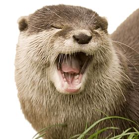 Two Otters, Otter Puns, Otter Animal, Funny Otter, Jokes And Puns, Fascinating Facts, Doctor Strange, Otters, Facts About