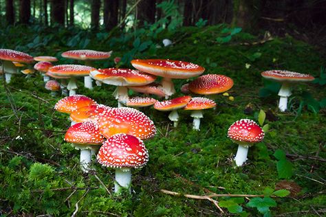 Fly agaric (Fliegenpilz, Amanita muscaria) on Behance Fairy Ring Mushroom, Mushroom Circle, Fairy Circle, Mushroom Images, Mushroom Pictures, Amanita Muscaria, Fly Agaric, Adelaide Hills, Mushroom Hunting