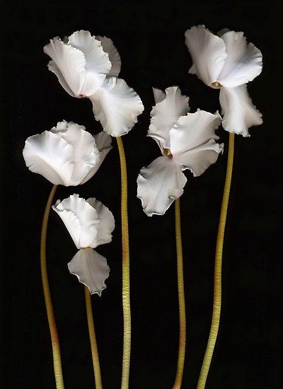 White Cyclamen Stems... ooooh prettyyy White Cyclamen, 카드 디자인, Floral Photography, Exotic Flowers, Flowers Nature, Beautiful Blooms, May 5, Tropical Flowers, Flower Pictures