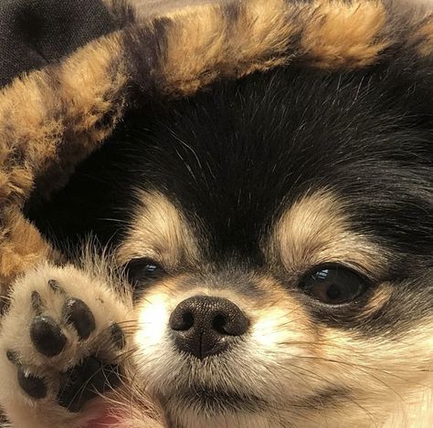 Yeontan Puppy, Yountan Pic, Black And Tan Pomeranian, Yeontan Pictures, Kim Yeontan, Bts Dogs, Bts V Pictures, Bts Cute, Korean Drama Best