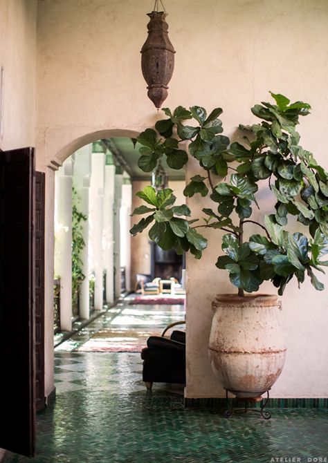 Marrakech Interior, Hotel Plants, Interior Terrace, Floor Lamps Uk, Morocco Interior, El Fenn, Plant Interior, Pool Terrace, Green Floor