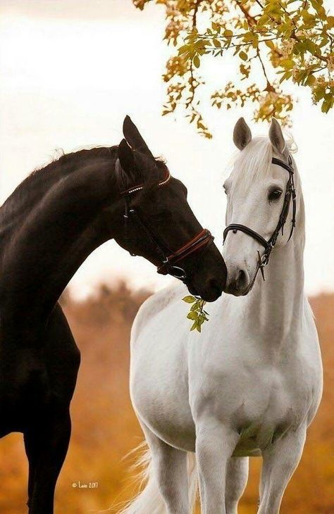 Beautiful Black Horse with a beautiful White Horse Black And White Horses, Ahal Teke, حصان عربي, Impossible Pie, Era Victoria, Cai Sălbatici, Cute Horse Pictures, Rasy Koni, Beautiful Horse Pictures