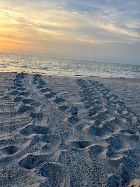 Early morning turtle tracks sea turtle nesting sea turtle hatching Sea Turtle Hatching, Obx Life, Sea Turtles Hatching, Sea Turtle Nest, Turtle Hatching, Early Morning, Sea Turtle, Summer 2024, Quick Saves