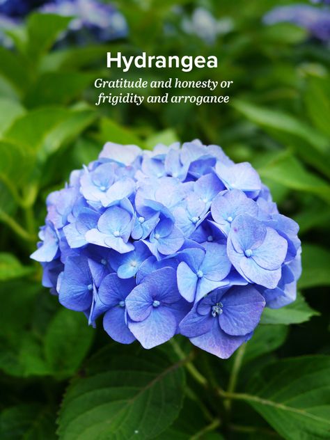 Hydrangeas are very popular both as cut flowers and plants for the garden because of their big, beautiful blooms. Learn about their history and meaning! Flowers And Their Meanings, Flower Symbolism, Hydrangea Macrophylla, Green Hydrangea, Flower Guide, Hydrangea Purple, Flower Meanings, Flower Names, Language Of Flowers