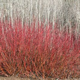 Landscape Natural Planting Privacy Screen Design, Pictures, Remodel, Decor and Ideas - page 22 Redtwig Dogwood, Dogwood Shrub, Red Osier Dogwood, Red Twig Dogwood, Twig Dogwood, Russian Sage, Creeping Jenny, Ornamental Grasses, Ideas Pictures