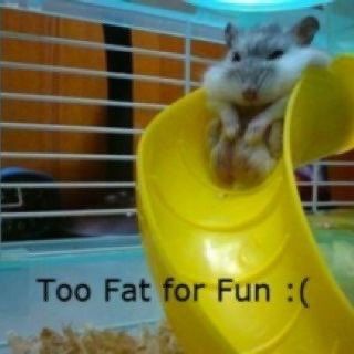 fat hampt Fat Animals, Animal Captions, A Hamster, Cute Hamsters, Hamsters, Super Funny, Animal Memes, Bones Funny, Animal Gifs