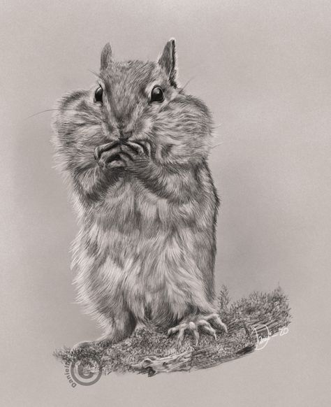 This sketch was made using a wacom intuos pro and drawn in photoshop. These quick (3 hrs)animal sketches are a quick and fun way to practice and keep your drawing skills fresh in between larger pieces. #chipmunk #animal #animaldrawing #animalsketch #sketching #cuteanimal #digitalsketching #digitaldrawing #wacomdrawing #malmökonst How To Draw Chipmunk, Chipmunk Drawing Cute, Chipmunk Sketch, Chipmunk Tattoo, Chipmunk Painting, Chipmunk Drawing, Crafternoon Ideas, Woodland Nymph, Squirrel Tattoo