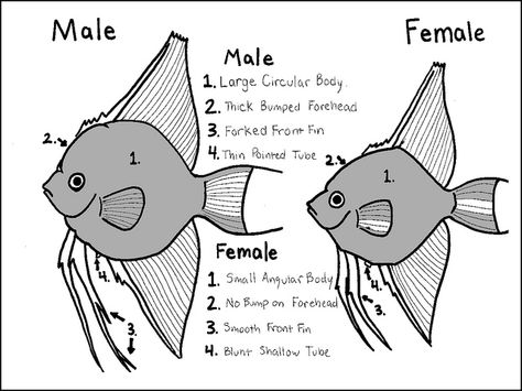 difference between male female angel fish Angel Fish Tank, Aquarium Tips, Mosquito Plants, Male Vs Female, Tropical Fish Tanks, Tropical Fish Aquarium, Tropical Freshwater Fish, Fresh Water Fish Tank, Discus Fish