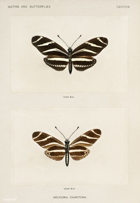 Public Domain | Zebra Longwing (Heliconia Charitonia) from Moths and butterflies of the United States (1900) by Sherman F. Denton (1856-1937). Digitally enhanced from our own publication. Butterflies Tattoo Designs, Zebra Longwing Butterfly, Butterflies Images, Butterflies Tattoos, Drawn Butterflies, Biology Evolution, Florida Tattoo, Zebra Butterfly, Drawing Butterfly