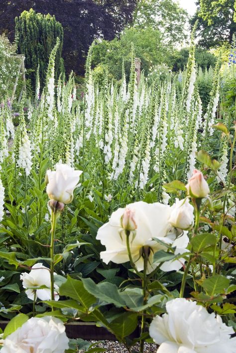 White Planting Schemes, White Garden Pots, Decor Business Ideas, Home Decor Business Ideas, Home Decor Business, Planting Schemes, Indoor Watering Can, Hydrangea Arborescens, Garden Kneeler