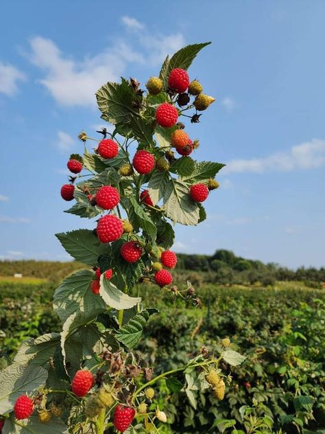 Rasberry Bushes, Raspberry Aesthetic, Wisconsin Aesthetic, Raspberry Bush, Fruit Watercolor, Fresh Raspberries, Fruit Plants, Spring Aesthetic, Flowering Vines