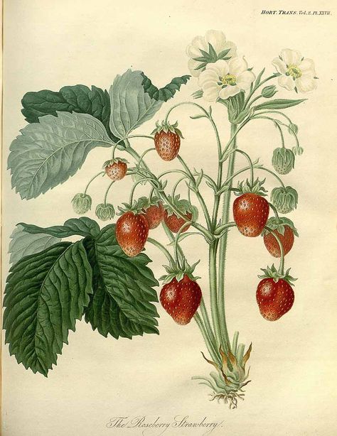 218208 Fragaria vesca L. var. Roseberry / Transactions of the royal horticultural society of London, vol. 2: t. 27 (1822) Strawberry Clipart, Plant Reference, Strawberry Plant, Strawberry Art, Botanical Vintage, Botanical Tattoo, Illustration Botanique, Strawberry Plants, Fruit Illustration