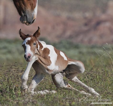 All legs Horse Herd, Wild Horses Photography, Cai Sălbatici, Painted Horses, God's Blessings, Rasy Koni, Tender Moments, Paint Horse, Baby Horses